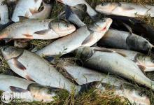 粗谈鲢鳙的常见钓具钓法及用饵技巧