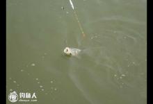 垂钓鲢鳙鱼的细节探讨之浅见