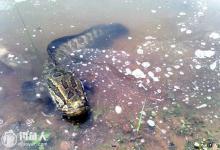 钓黑鱼攻略之黑鱼的习性、钓点与钓法选择