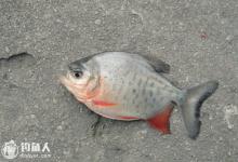 野钓鲳鱼饵料钓组配置与垂钓技法