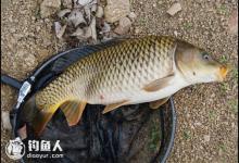 鲤鱼的垂钓攻略之天气、时间、钓位的选择