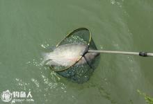 钓罗非鱼的六个实用技巧