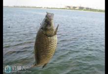 早春野钓鲫鱼该如何选择天气才好