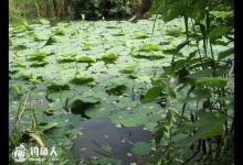 夏季荷塘钓黑鱼的3个技巧（钓饵、钓具、钓法）