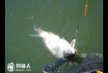 南方春钓鲤鱼的钓时钓点钓饵技巧