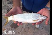 黄尾鱼的钓组配置及选位用饵、抄鱼技巧