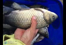 钓鲫鱼该如何掌握提竿的最佳时机