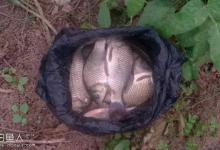 早春钓鲫鱼的技巧与鲫鱼觅食路线