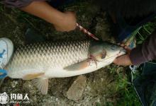 初夏时节在水库钓草鱼的6实用技巧