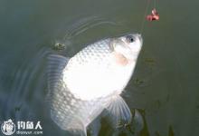 夏天钓鲫鱼的用饵选择和钓法