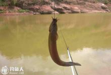 夏钓泥鳅的选时选点与钓法选择