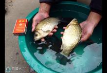 冷天拖钓鲫鱼心得与技巧