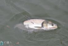 浅说作钓鲢鳙的五点技巧