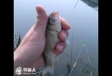 钓友分享夏天钓鲫鱼的实用技巧