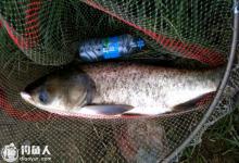 夏季浮钓鲢鳙的调漂用饵技巧