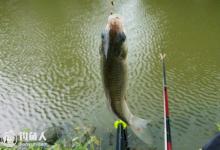 夏天出钓鲫鱼的四个应对技巧