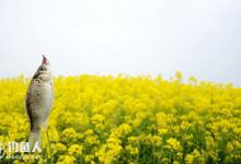 春季鲫鱼的垂钓技法运用探讨