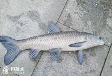 水库钓青鱼技巧经验分享