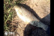 夏天浮钓草鱼的实战技巧详解