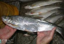 水库钓翘嘴鱼的饵料使用技巧分析