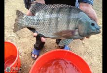 常用钓罗非鱼的饵料类型和特点介绍