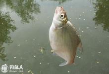 鳊鱼的垂钓技法及钓位的选择