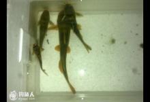 高手钓黄颡鱼（昂刺鱼）的经验之谈