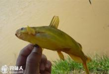 夏季阴雨天钓黄颡鲶鱼的技巧