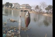 冬钓鲫鱼的鱼竿与线组搭配技巧