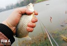 初春肥水鱼塘钓鲫鱼的技巧