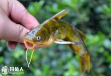 黄颡鱼的习性和钓法技巧