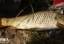 高手水库探点钓鲤鱼的实践技巧攻略