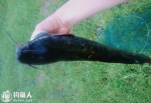 鲶鱼的钓法及用饵、选位注意事项