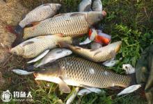 浅谈夏钓鲤鱼八个实用技巧