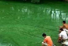 黑坑钓不上鲤鱼，这些饵料和技巧来帮你