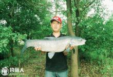 初夏钓青鱼的五个实用技巧