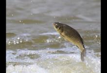 不同品种与水域的鲫鱼食性和垂钓技巧