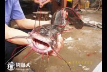 图文详解塘鲺、鲶鱼的区别介绍