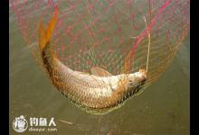 竞技钓组流水钓鲤鱼的技巧