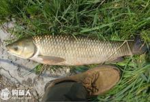 南方地区野钓草鱼的五个窍门