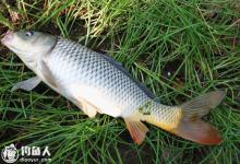 夏季鲤鱼根据习性来用饵技巧与钓法