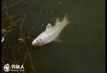 鲮鱼的季节、时段选择及施钓技巧