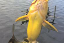 江河抛竿流水钓黄颡鱼的七个技巧