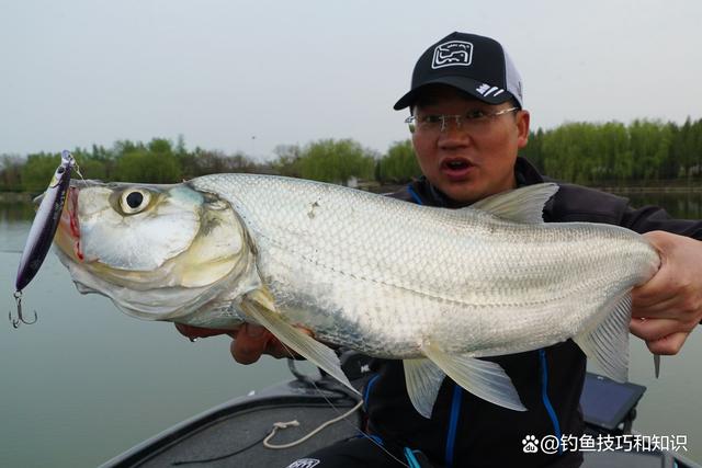钓翘嘴的狂口期马上到来,春季钓翘嘴的4个最佳时机_钓鱼知识_爱钓鱼