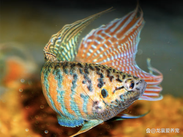 观赏鱼百科之斗鱼