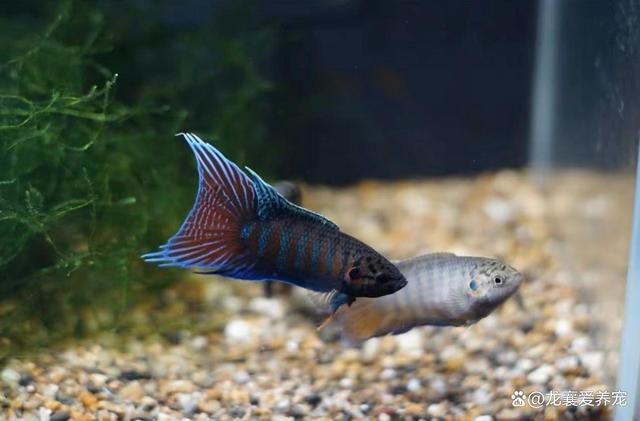 观赏鱼百科之斗鱼