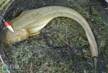 夏季垂钓养殖鲶鱼的技巧解析