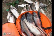 如何钓好鲢鳙鱼 钓鱼高手有话说