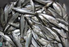 巧用蜘蛛丝走钓餐鲦鱼的技巧