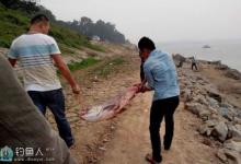 翻板钩挂糠饼底钓鲢鳙的实战技巧图解